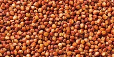 Versele Laga Seminte  sorg rosu selectat  porumbei si gaini ouatoare 25kg