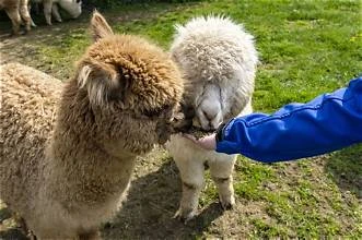 Garvo 6003 Alpaca Muesli – Furaj premium pentru alpaca în creștere, gestante și lactante
