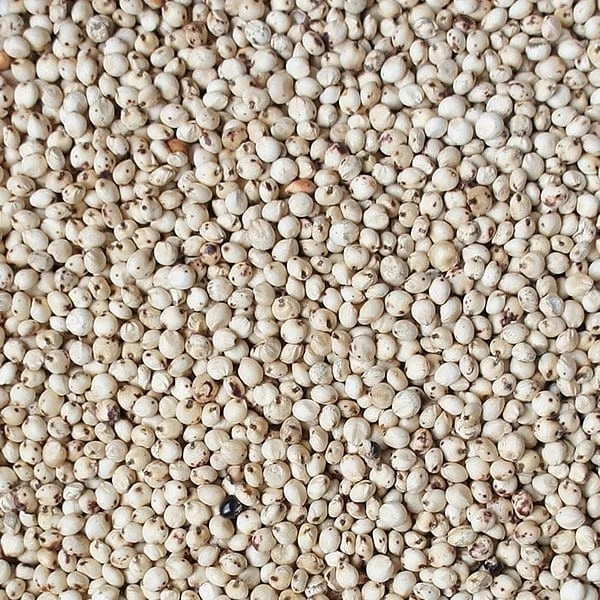 Versele Laga,seminte de dari , sorg alb  reproducere porumbei-25kg